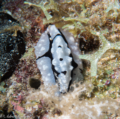 Phyllidiopsis shireenae