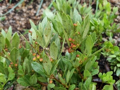 Searsia magalismontana magalismontana