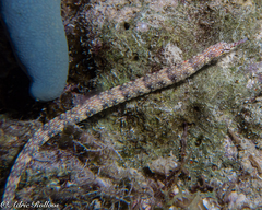 Corythoichthys haematopterus