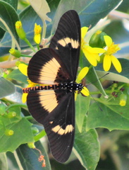 Acraea aganice aganice