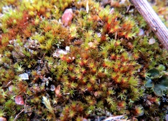 Imbribryum subapiculatum