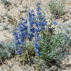 Delphinium scaposum