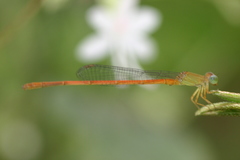 Ceriagrion olivaceum