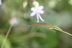 Ceriagrion olivaceum