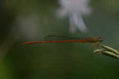 Ceriagrion olivaceum