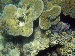 Acropora hyacinthus