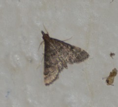 Steniodes declivalis