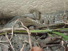 Elgaria multicarinata webbii