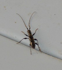 Neocompsa exclamationis