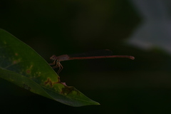 Ceriagrion olivaceum