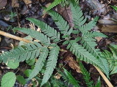 Arachniodes aristata