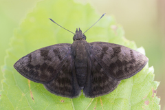 Pellicia