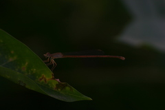 Ceriagrion olivaceum