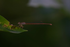 Ceriagrion olivaceum
