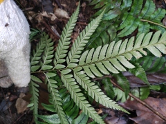 Arachniodes aristata