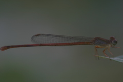 Ceriagrion olivaceum