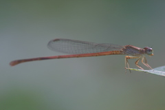 Ceriagrion olivaceum