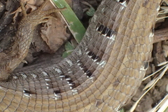 Elgaria multicarinata webbii