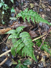 Anisocampium sheareri