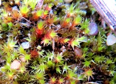 Imbribryum subapiculatum