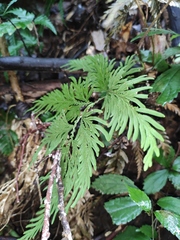 Selaginella moellendorffii