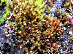 Imbribryum subapiculatum