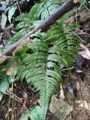 Anisocampium sheareri