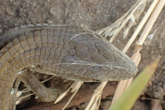 Elgaria multicarinata webbii