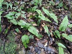 Neocheiropteris ovata