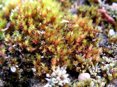Imbribryum subapiculatum