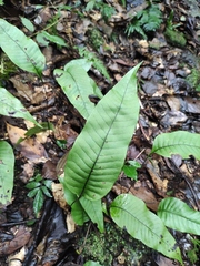 Neocheiropteris ovata