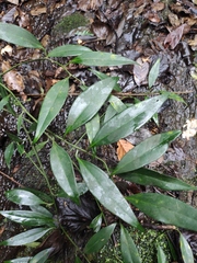 Sarcococca ruscifolia