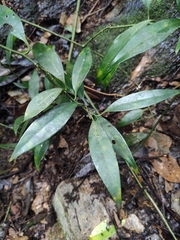 Sarcococca ruscifolia
