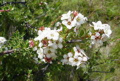 Escallonia virgata