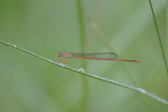 Ceriagrion olivaceum