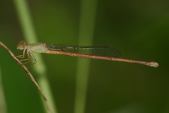 Ceriagrion olivaceum