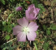 Sidalcea asprella