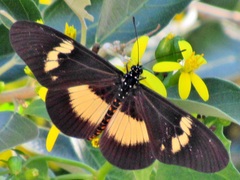 Acraea aganice aganice
