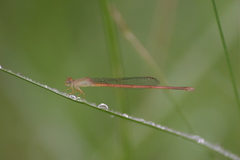 Ceriagrion olivaceum