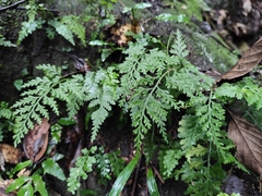 Asplenium pekinense