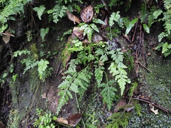 Asplenium pekinense