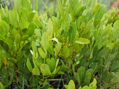 Searsia magalismontana magalismontana