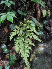 Selaginella moellendorffii