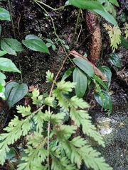 Selaginella moellendorffii