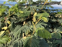 Paraserianthes