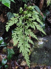 Selaginella moellendorffii