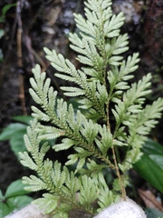 Selaginella moellendorffii