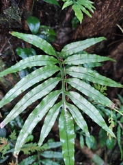 Leptochilus ellipticus