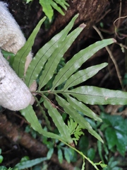 Leptochilus ellipticus