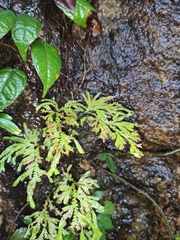 Selaginella moellendorffii